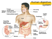 2.DIGESTIVE SYSTEM.ppt